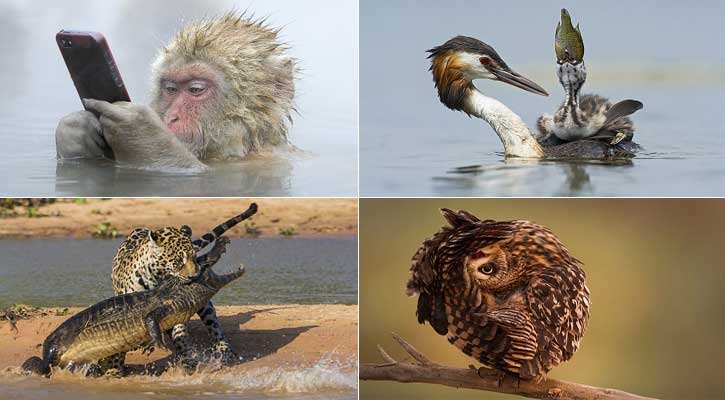সুন্দর শ্বাসরুদ্ধকর প্রাণীকুল...!