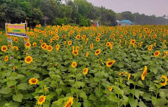 তরুণ উদ্দোক্তা আলভী`র সূর্যমুখীর হাসি দর্শনার্থীদের মুখে!