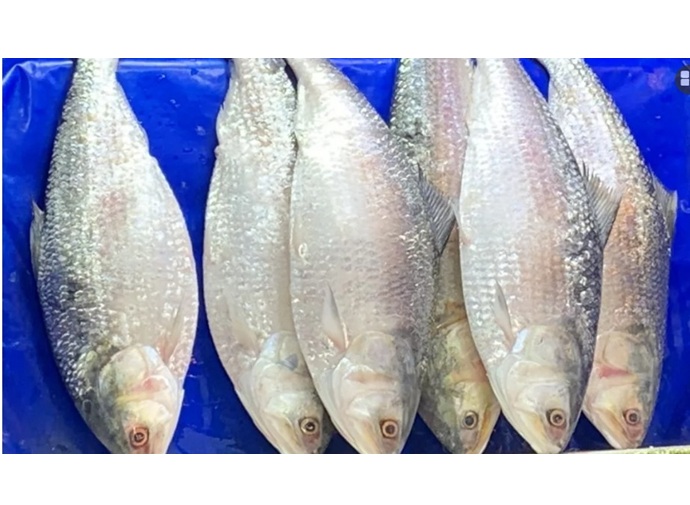 ২২ দিন ইলিশ ধরা, পরিবহন, মজুত ও বিক্রি নিষিদ্ধ
