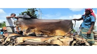 কোরবানির পশুর চামড়ার দাম নির্ধারণ