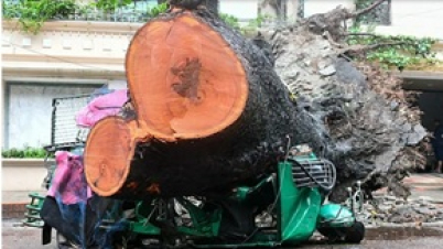ধানমন্ডিতে সড়কে পড়ল বিরাট গাছ, এক চালক গুরুতর আহত