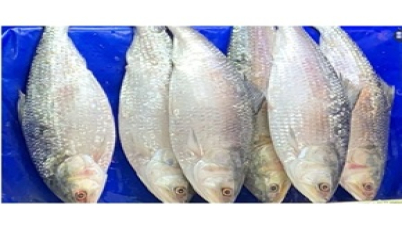 ২২ দিন ইলিশ ধরা, পরিবহন, মজুত ও বিক্রি নিষিদ্ধ