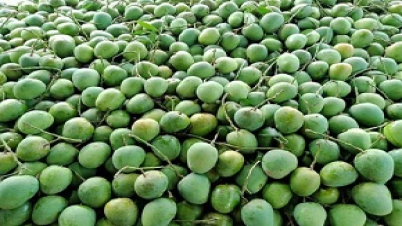 ভারতের রাষ্ট্রপতি ও প্রধানমন্ত্রীকে উপহার হিসেবে আম পাঠালেন